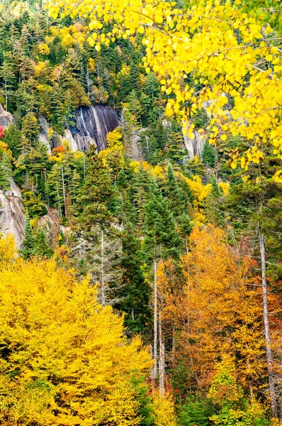 red maples, yellow birches and green pines on a cliff in a Quebec forest in autumn