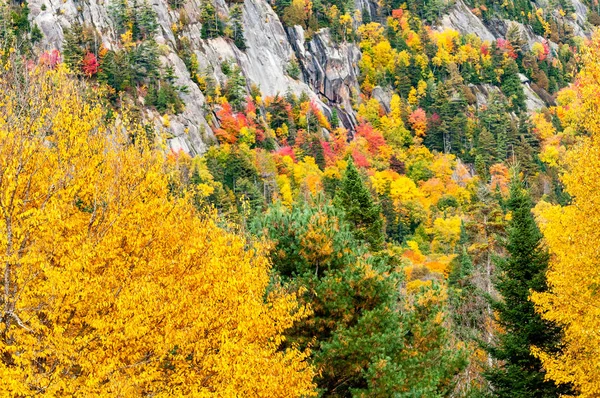 red maples, yellow birches and green pines on a cliff in a Quebec forest in the fall