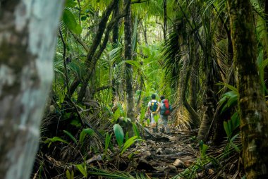 Two hikers make their way through the thick jungle of Corcovado National Park, Costa Rica clipart