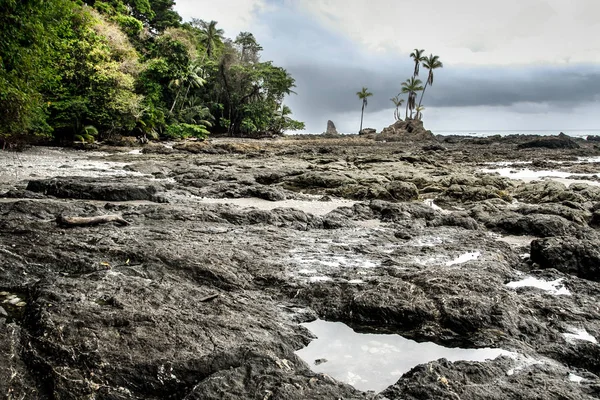 Four Palm Trees Grow Piece Rock Punta Salsipuedes Rocky Coast — Stock Photo, Image