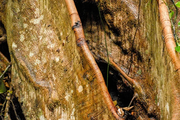 科尔科瓦多国家公园原始森林中一棵热带树种的橙色树皮 — 图库照片