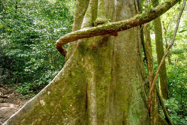 Tropischer Baum Dschungel Des Rincon Vieja Nationalparks Costa Rica — Stockfoto