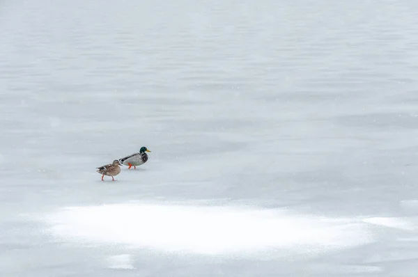 Couple Ducks Walk Snow Frozen Lake Enghien Les Bains — Stock Photo, Image