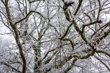Kırsalda dondurucu bir sabah
