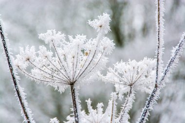 Kırsalda dondurucu bir sabah