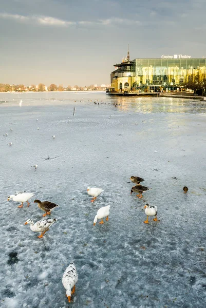 Гуси на замерзлому озері — стокове фото