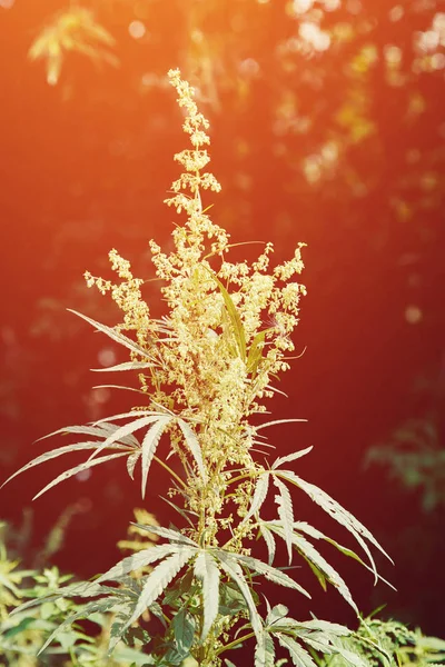 Bush bloeiende kruid hennep — Stockfoto