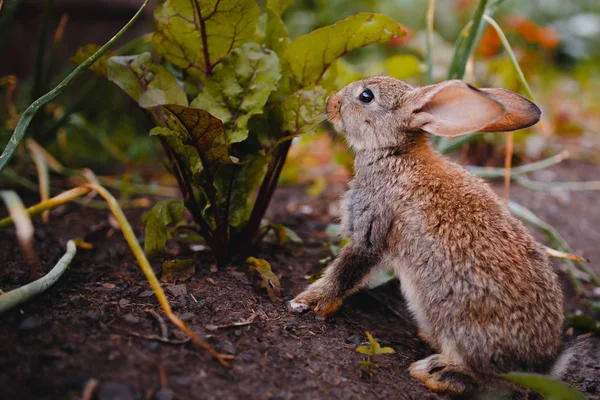 Little rabbit on the grass — Stock Photo, Image