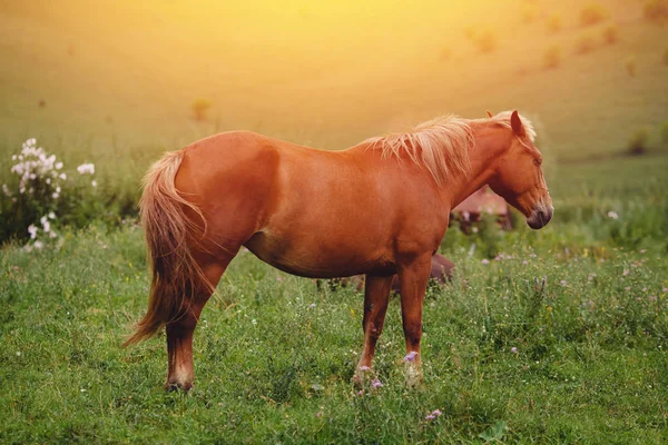 Brown horse grazes — Stock Photo, Image