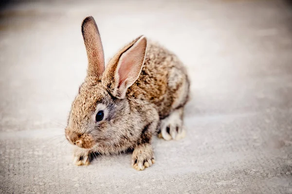 Brownish gray rabbit — Stock Photo, Image