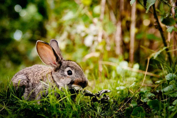 Brownish gray rabbit — Stock Photo, Image