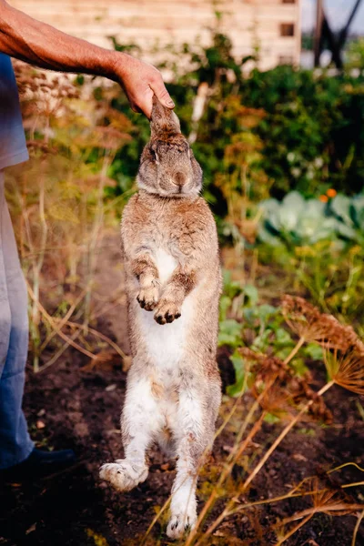 Brownish gray rabbit — Stock Photo, Image