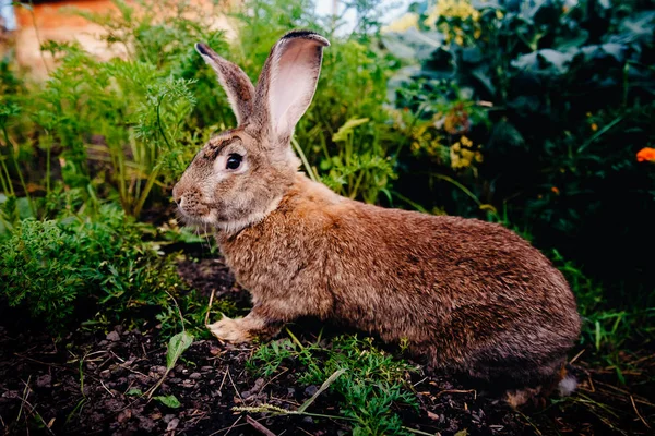 Brownish gray rabbit — Stock Photo, Image