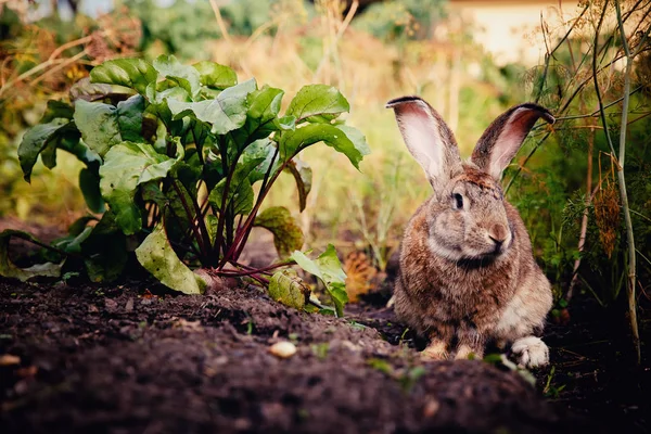 Brownish gray rabbit — Stock Photo, Image