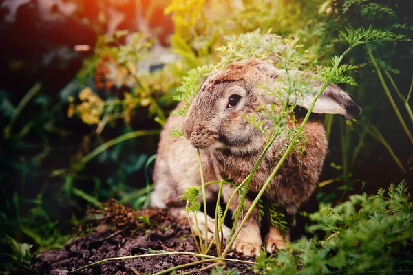 Brownish gray rabbit — Stock Photo, Image