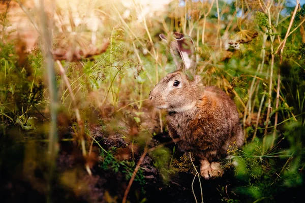 Bräunlich-graues Kaninchen — Stockfoto