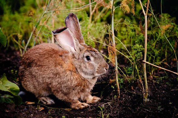 Brownish gray little — Stock Photo, Image