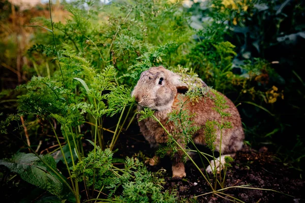 Concept farm for breeding animals — Stock Photo, Image