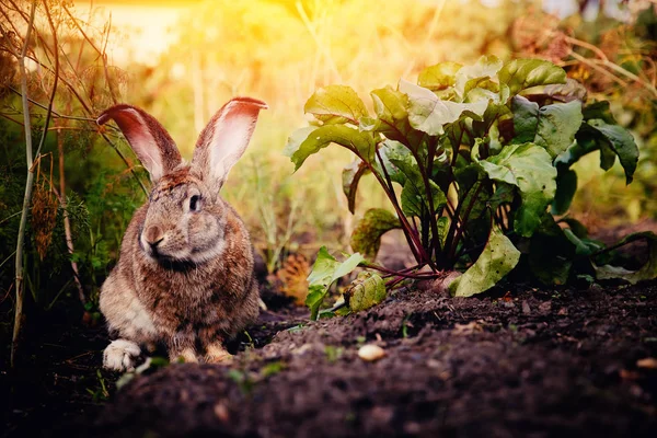 Concept farm for breeding animals — Stock Photo, Image