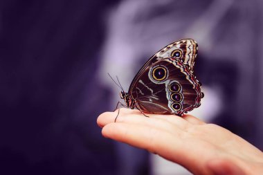 Kavram dönüştürme kelebek
