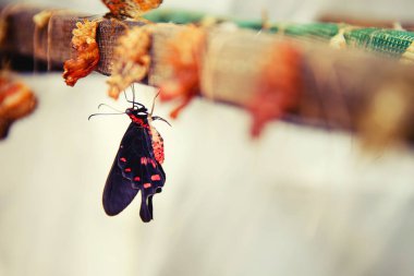 Kavram dönüştürme kelebek