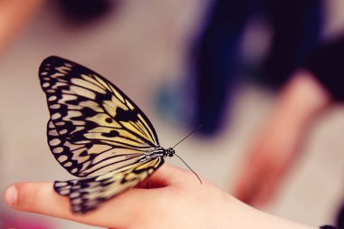 Kavram dönüştürme kelebek