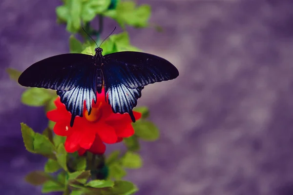 Concepto transformación Mariposa —  Fotos de Stock