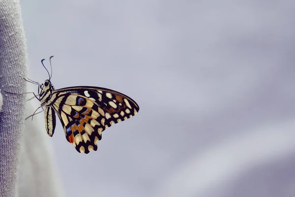 Concepto transformación Mariposa — Foto de Stock