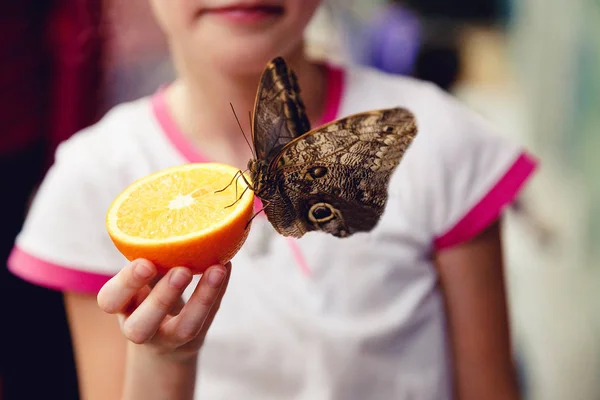 Concepto transformación Mariposa — Foto de Stock