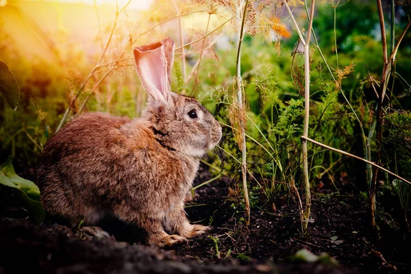 Brownish gray rabbit — Stock Photo, Image