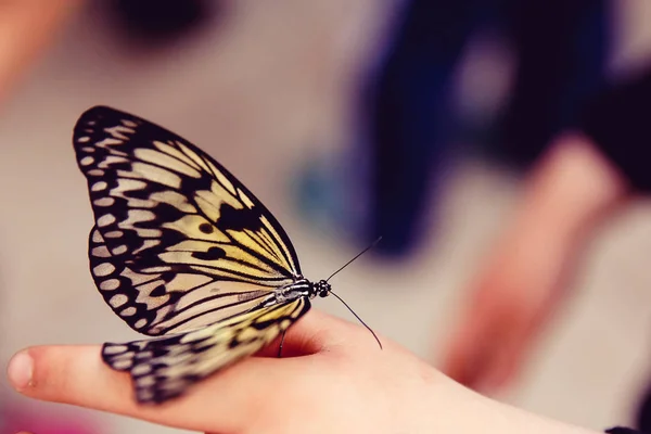 Transformação de conceito Borboleta — Fotografia de Stock