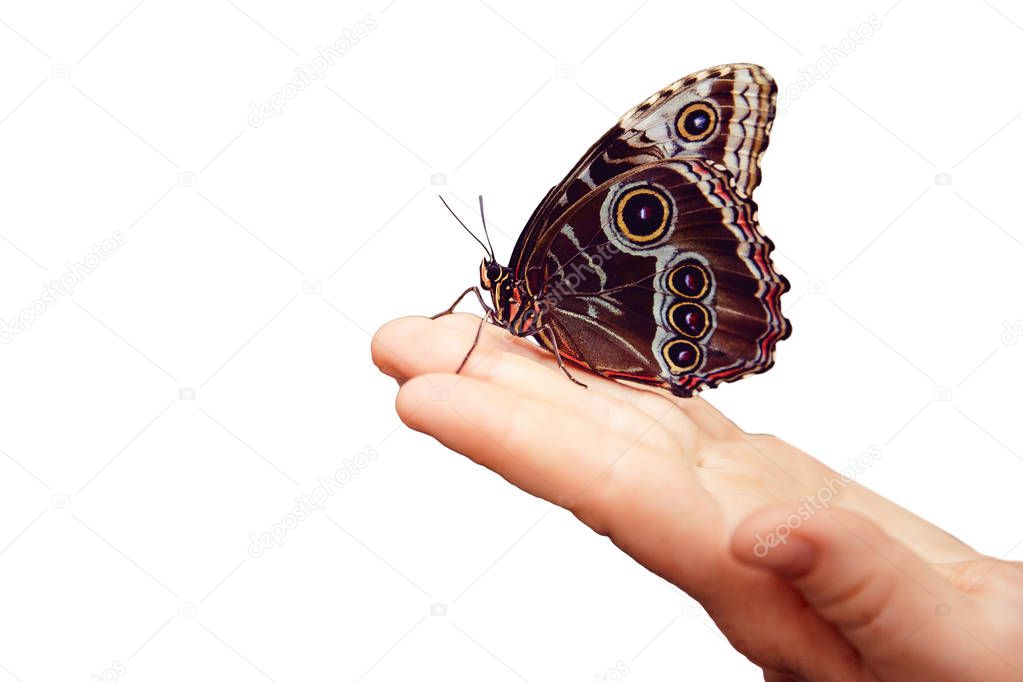 Concept transformation Butterfly