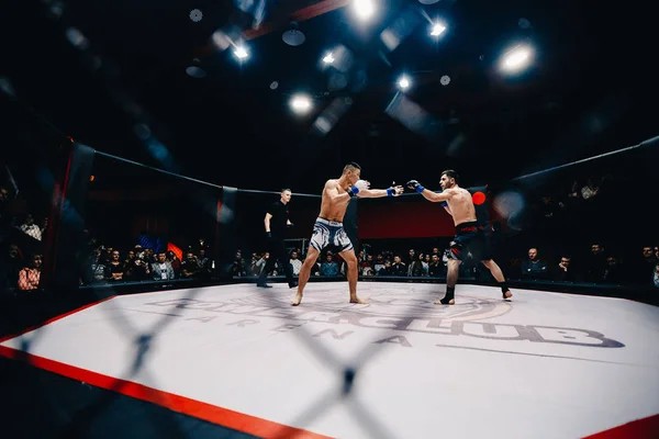 Boxers lutam — Fotografia de Stock