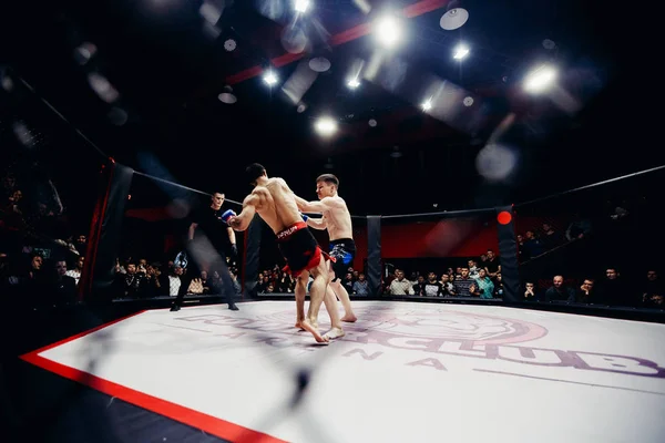 Boxers lutam — Fotografia de Stock