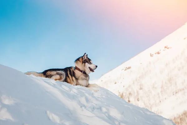 Alaskan Malamute, passeggiate — Foto Stock