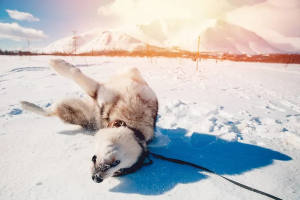 Alaskan Malamute, passeggiate — Foto Stock