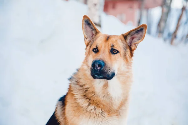 German shepherd on the stree — Stock Photo, Image