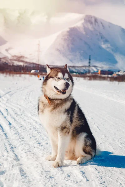 Alaskan Malamute, promenades — Photo