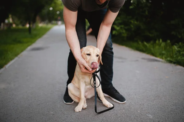 El perro comió basura para caminar, el equipo no está permitido para el perro — Foto de Stock