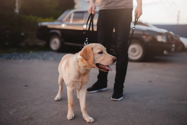 Labrador cachorro adolescente sentado en el asfalto — Foto de Stock