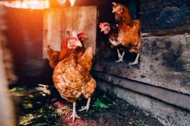 tavuk sürüsü kalemler hareket ediyor