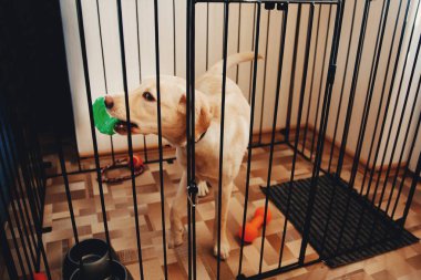 Labrador köpek kafes Valera evin dairede oturan bir golden retriever olduğunu.