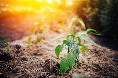 Filiz bahçesinde sera içinde genç biber.