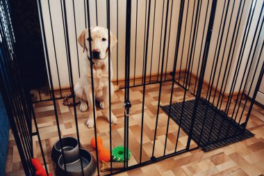 Labrador köpek kafes Valera evin dairede oturan bir golden retriever işte. Köpek dişleri, kemiren maddi hasar önleme, içeriğini kavramı.