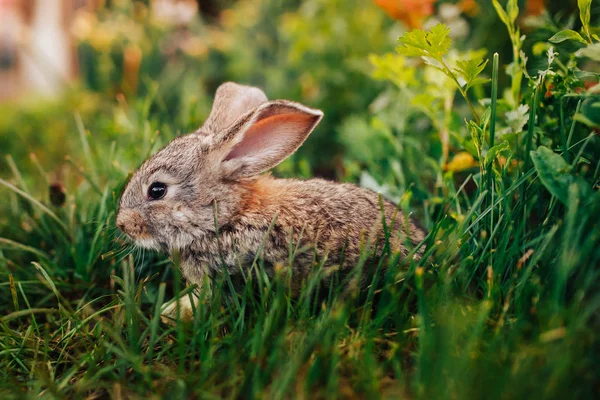 Family of rabbits little children live in a pet farm. — Stock Photo, Image