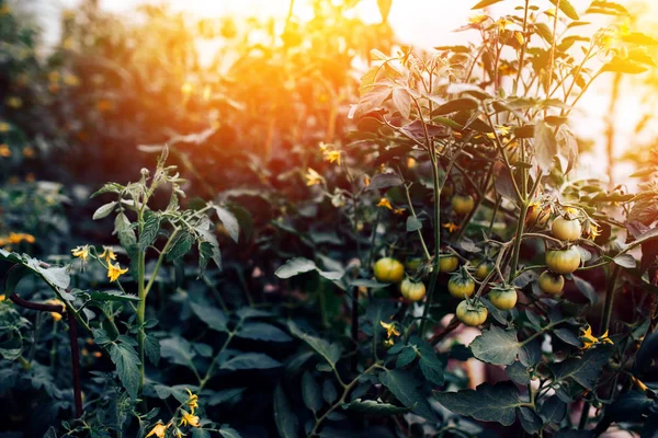 Cultivo de verduras en los pepinos de invernadero, plántulas, frutas, ovarios y flores de cerca — Foto de Stock
