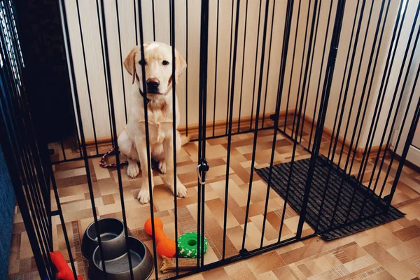 Labrador köpek kafes Valera evin dairede oturan bir golden retriever işte. Köpek dişleri, kemiren maddi hasar önleme, içeriğini kavramı.