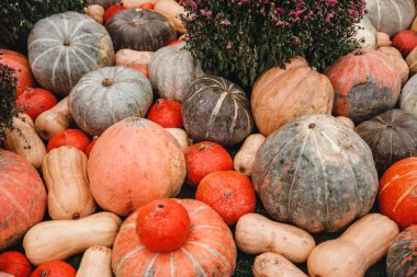 Turuncu kabak yama tarım