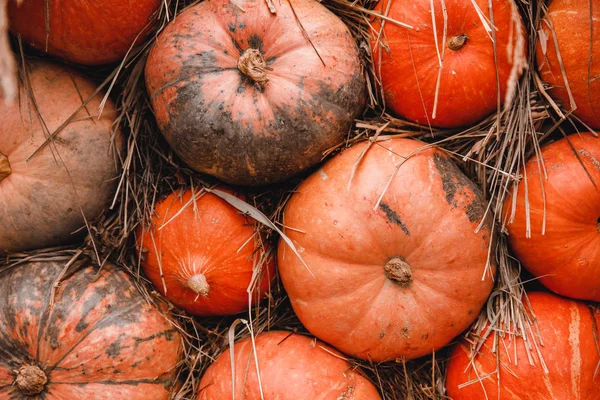 Orangen-Kürbispflaster — Stockfoto