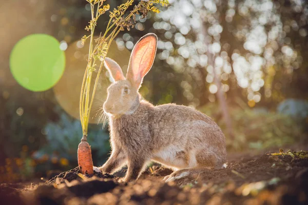 Brownish gray rabbit hare giant — Stock Photo, Image